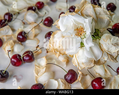 Die Qual sweet cherry aus dem Kühlschrank, verfaulte Früchte. Auf weissem Hintergrund. Schimmelige rote Beere. Tropfen Kondenswasser auf der Haut. Lebensmittelvergiftung Stockfoto