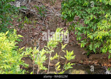 Eine männliche Tiger Cub unter dem Schatten der Blätter an einem kühlen Ort ruhen in der Nähe von Gewässer in heissen Sommer Safari im Bandhavgarh National Park, Madhya Pradesh Stockfoto