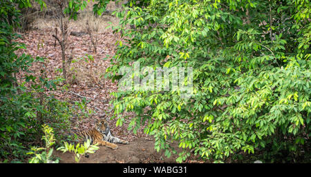 Eine männliche Tiger Cub unter dem Schatten der Blätter an einem kühlen Ort ruhen in der Nähe von Gewässer in heissen Sommer Safari im Bandhavgarh National Park, Madhya Pradesh Stockfoto