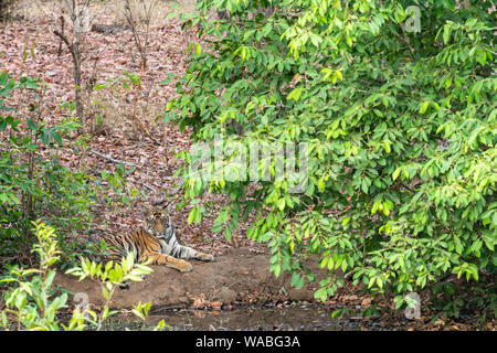 Eine männliche Tiger Cub unter dem Schatten der Blätter an einem kühlen Ort ruhen in der Nähe von Gewässer in heissen Sommer Safari im Bandhavgarh National Park, Madhya Pradesh Stockfoto