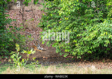 Eine männliche Tiger Cub unter dem Schatten der Blätter an einem kühlen Ort ruhen in der Nähe von Gewässer in heissen Sommer Safari im Bandhavgarh National Park, Madhya Pradesh Stockfoto