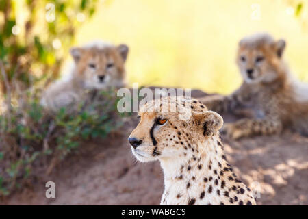 Mit ihren Jungen im Hintergrund Cheetah Stockfoto