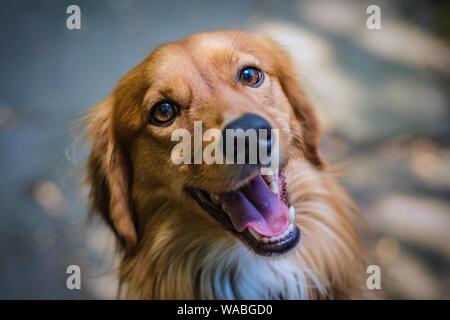 Ansicht von oben Porträt der jungen braunen und weißen Mongrel Hund mit Mund offen zeigen rosa Zunge. Hund suchen auf grauen Belag auf einem sonnigen Tag. Stockfoto