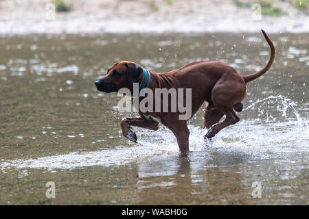 Rhodesian Ridgeback Dog spielen im Stream Stockfoto