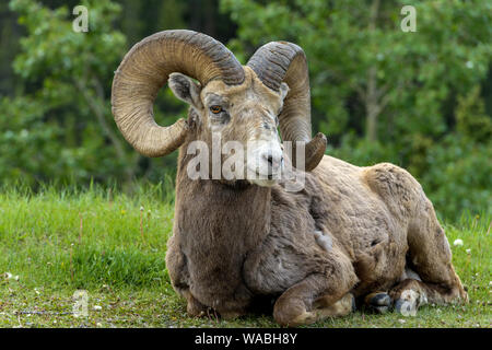 Ruhe Ram-A Bighorn Schafe ram ruht auf einer grünen Wiese am Rande eines Berges Wald in der Nähe von Two Jack Lake, Banff National Park, Alberta, Kanada. Stockfoto