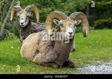 Bighorn Schafe - zwei bighornschafe Rams ruht auf einer grünen Wiese am Rande eines Berges Wald in der Nähe von Two Jack Lake, Banff National Park, AB, Kanada. Stockfoto