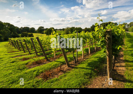 Reihen von Reben in der Kapelle unten Winery, Tenterden, Kent, England, Vereinigtes Königreich, Europa Stockfoto