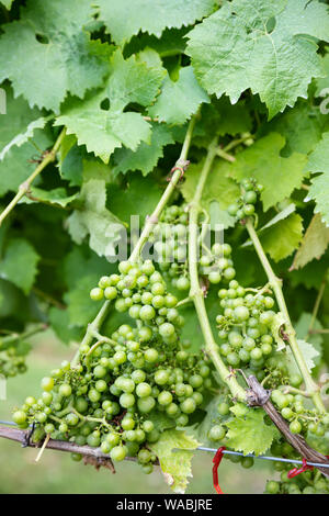 Ortega Trauben von Rebsorten im Jahr 1975 gepflanzt, Biddenden Vineyard, Biddenden, in der Nähe von Ashford, Kent, England, Vereinigtes Königreich, Europa Stockfoto