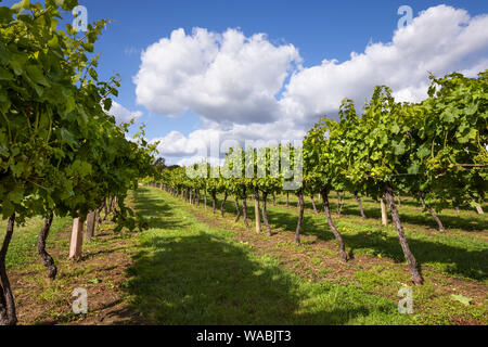 Reihen von Ortega Trauben von Rebsorten im Jahr 1975 gepflanzt, Biddenden Vineyard, Biddenden, in der Nähe von Ashford, Kent, England, Vereinigtes Königreich, Europa Stockfoto