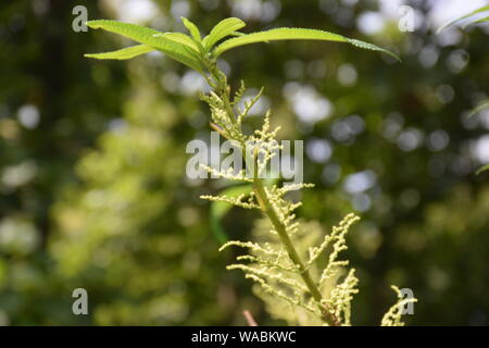 Gring Kragen in San Licht Stockfoto