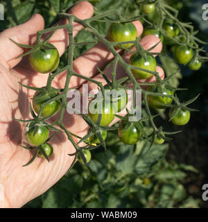 Junge grüne unreife Kirschtomaten auf der Hand. Die erste Eierstock der Tomaten Stockfoto