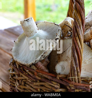 Milch Pilze in einem Korb, Nahaufnahme, sammelte vollen Korb mit Pilzen im Wald. Close-up Stockfoto