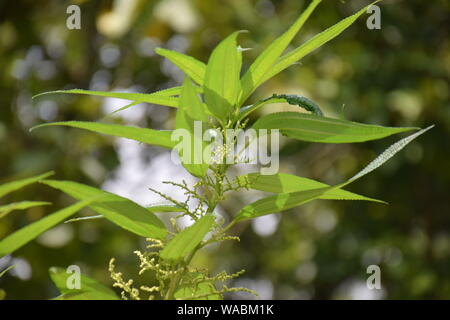 Gring Kragen in San Licht Stockfoto