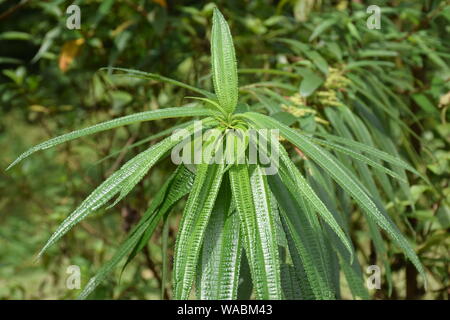 Gring Kragen in San Licht Stockfoto