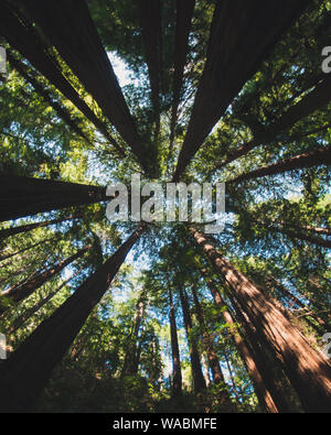 Kalifornien Redwood Bäume in Muir Woods Stockfoto