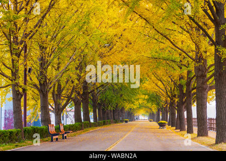 Herbst in Asan Gingko Baum Straße in Seoul, Südkorea. Stockfoto