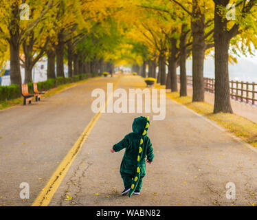 Herbst in Asan Gingko Baum Straße in Seoul, Südkorea. Stockfoto