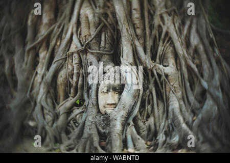 Buddha Kopf. antike Tempel Ayutthaya Thailand Stockfoto