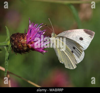 Großer weißer Schmetterling auf einer Distel Blume (Pieris brassicae) Stockfoto