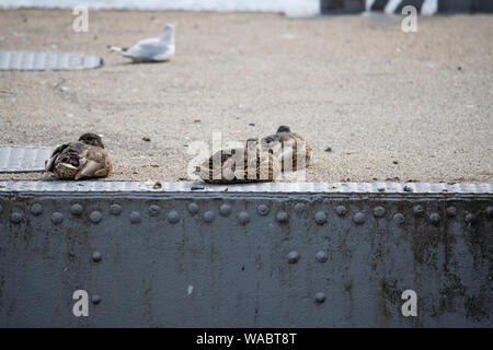 Enten an der Weser in Bremen Deutschland frolic Stockfoto