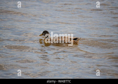 Enten an der Weser in Bremen Deutschland frolic Stockfoto