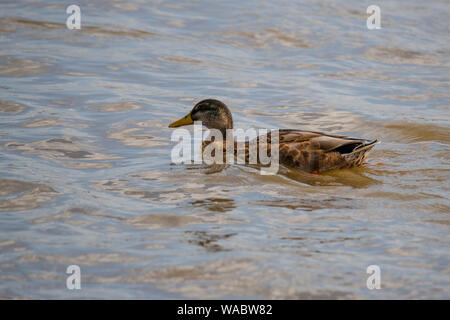 Enten an der Weser in Bremen Deutschland frolic Stockfoto