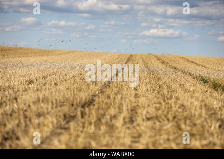 Leipzig, Deutschland. 19 Aug, 2019. Vögel fliegen am Horizont auf einem abgeernteten Feld Struktur am Stadtrand von Leipzig. Kredite: Jan Woitas/dpa-Zentralbild/ZB/dpa/Alamy leben Nachrichten Stockfoto