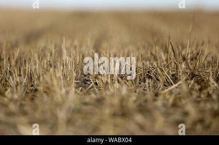 Leipzig, Deutschland. 19 Aug, 2019. Nur Stroh ist auf einem abgeernteten Feld Struktur am Stadtrand von Leipzig. Kredite: Jan Woitas/dpa-Zentralbild/ZB/dpa/Alamy leben Nachrichten Stockfoto