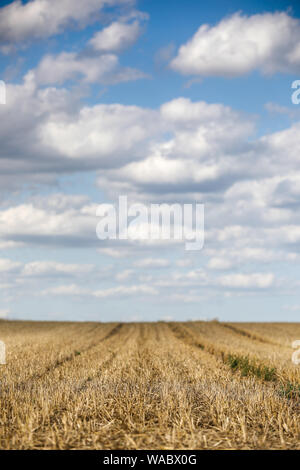 Leipzig, Deutschland. 19 Aug, 2019. Die Wolken bewegen sich auf einem abgeernteten Feld Struktur am Stadtrand von Leipzig. Kredite: Jan Woitas/dpa-Zentralbild/ZB/dpa/Alamy leben Nachrichten Stockfoto