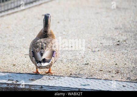 Enten an der Weser in Bremen Deutschland frolic Stockfoto