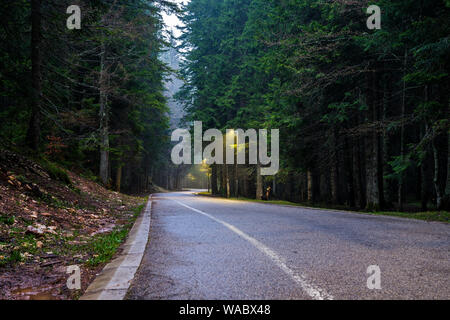 Weg durch die dunklen Nadelwald in der Nacht durch die Straßen Lampen erzeugen mystische Atmosphäre mit ihren Lichtstrahl im Nebel leuchtet Stockfoto