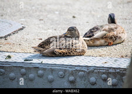 Enten an der Weser in Bremen Deutschland frolic Stockfoto