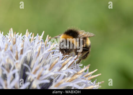 Hummel auf Echinops Stockfoto