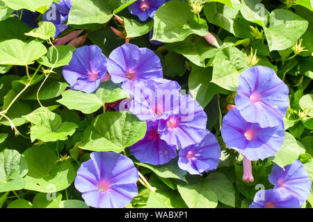 Rosa Lila (Ipomoea purpurea) Blume Morning Glory. Stockfoto