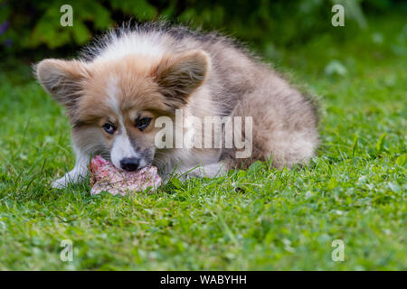 Welsh Corgi Welpen in einem grünen Gras in der Nähe von Bush und Nagen einen Knochen liegen. Stockfoto