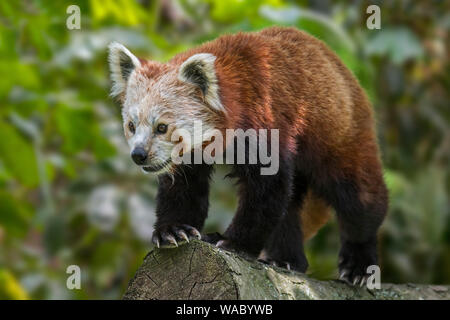 Red Panda/Lesser Panda (Ailurus fulgens) laufen über Zweig im Baum, beheimatet im östlichen Himalaya und im südwestlichen China Stockfoto