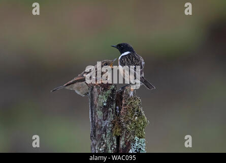Männliche und weibliche Stonechat-Saxicola torquata Stockfoto