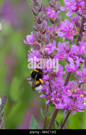 Erdhummel, Blütenbesuch ein Blutweiderich, mit Pollenhöschen, Bombus spec., Bombus, Bombus terrestris-aggr., Bombus terrestris s. lat., bumble bee Stockfoto