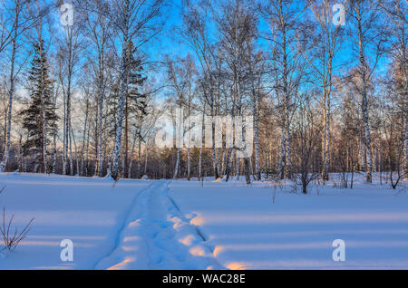 Malerische Winterlandschaft im verschneiten Wald bei Sonnenuntergang Birke und Fichte. Rosa Licht der untergehenden Sonne und blauer Schatten auf Schnee. Weiße Birken Amtsleitungen Stockfoto