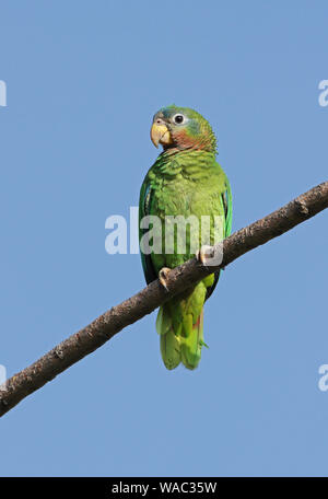 Yellow-billed Papagei (Amazona collaria) Erwachsenen auf dem Zweig (Jamaikanische endemische Arten) hoffen, Gärten, Jamaika April gehockt Stockfoto