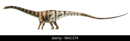 Diplodocus war ein sauropoden Dinosaurier, die in Nordamerika während der späten Jurazeit gelebt. Hier wird dargestellt, auf einem weißen Hintergrund. 3D-Rendering. Stockfoto