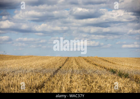 Leipzig, Deutschland. 19 Aug, 2019. Die Wolken bewegen sich auf einem abgeernteten Feld Struktur am Stadtrand von Leipzig. Kredite: Jan Woitas/dpa-Zentralbild/dpa/Alamy leben Nachrichten Stockfoto