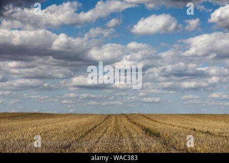 Leipzig, Deutschland. 19 Aug, 2019. Die Wolken bewegen sich auf einem abgeernteten Feld Struktur am Stadtrand von Leipzig. Kredite: Jan Woitas/dpa-Zentralbild/dpa/Alamy leben Nachrichten Stockfoto