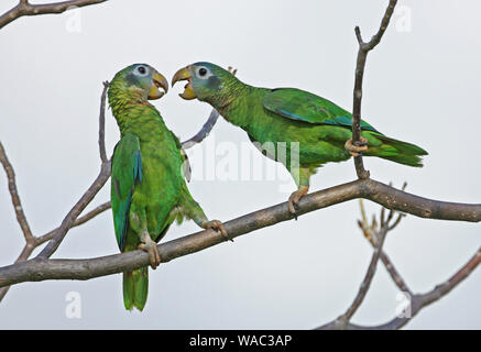 Yellow-billed Papagei (Amazona collaria) Paar auf Zweig Streitereien hoffen, Gärten, Jamaika April gehockt Stockfoto