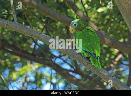 Yellow-billed Papagei (Amazona collaria) Erwachsenen auf dem Zweig (Jamaikanische endemische Arten) hoffen, Gärten, Jamaika Dezember gehockt Stockfoto