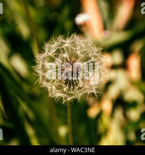 Dandelion in Springtime, Glasgow Stockfoto