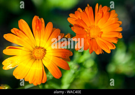 Zwei schöne orange Englisch Ringelblume Blumen (Calendula officinalis) mit einer kleinen Wanze auf eines der blütenblätter. Teil der Hahnenfußgewächse. Stockfoto