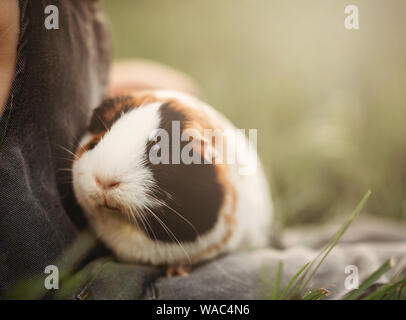 Meerschweinchen in Childs Schoß sitzen im Gras Stockfoto