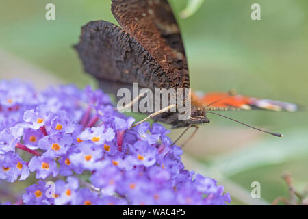 Tagpfauenauge Nymphalis io'' Großbritannien, Großbritannien Stockfoto
