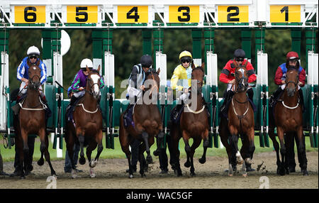 Läufer und Reiter brechen von Anfang an Tore während der stutfohlen "Anfänger Auktion Stangen bei Lingfield Park Racecourse. Stockfoto